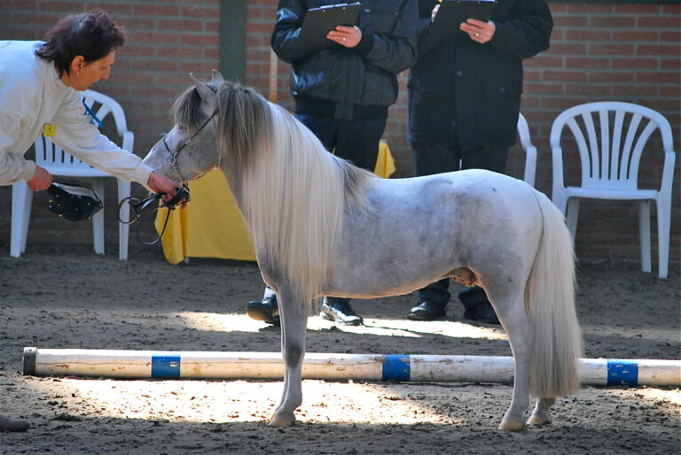 Falabella Hobby Horse Fabio