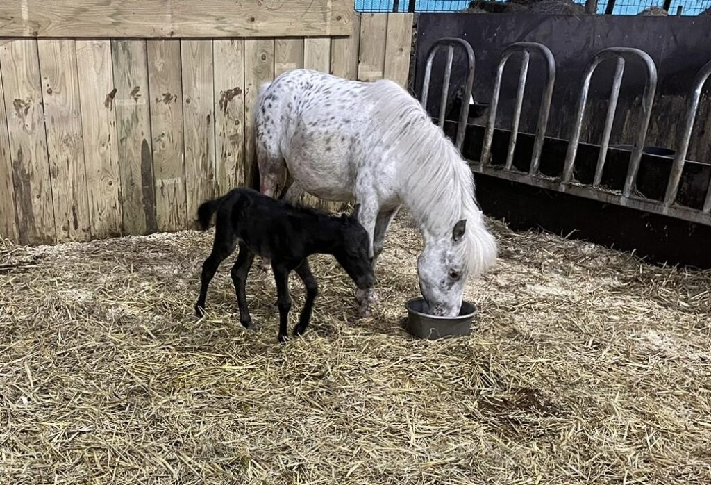 Falabella Julia Resto Cazador