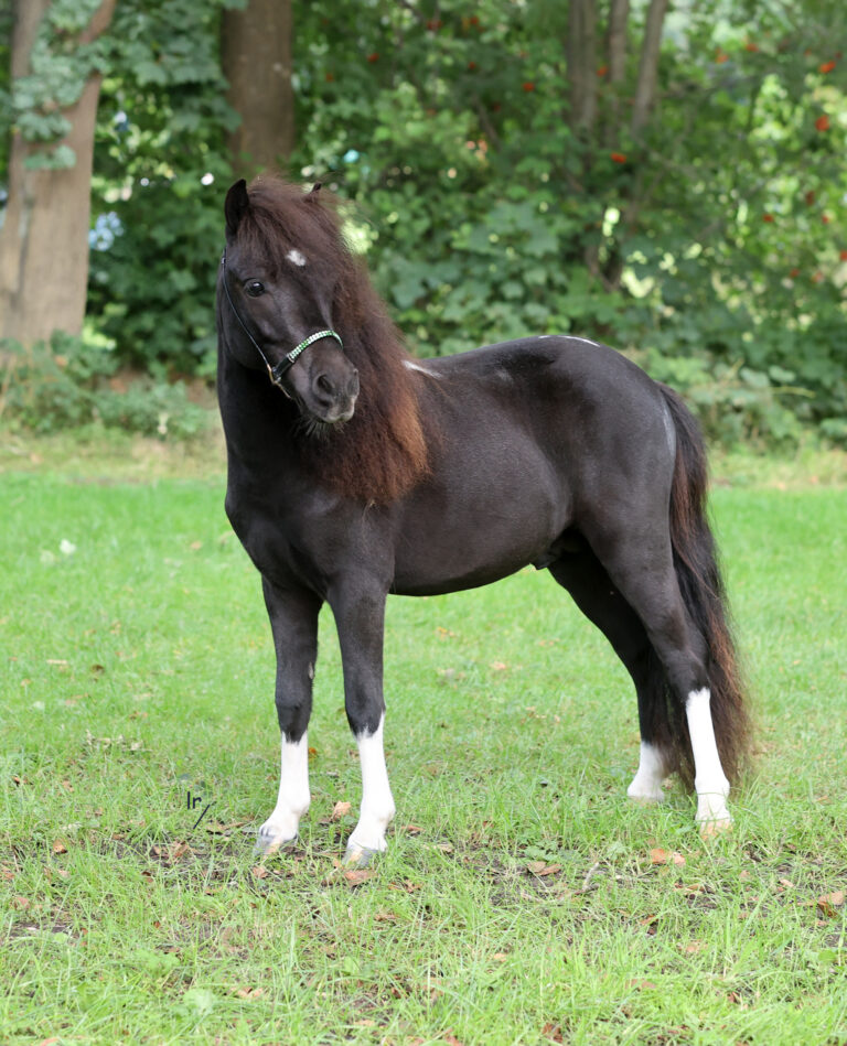 Falabella Vidal Resto Cazador