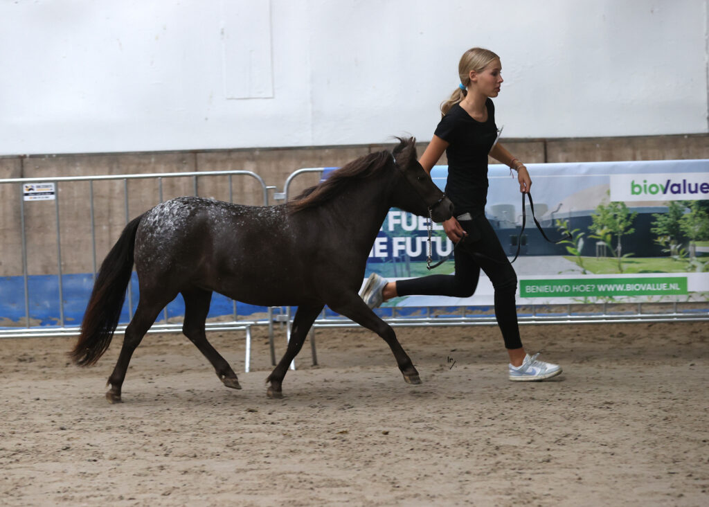 Falabella Repko F Noelia