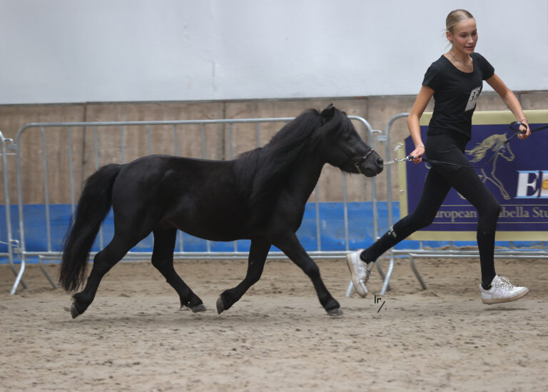 Falabella Repko F Raphael